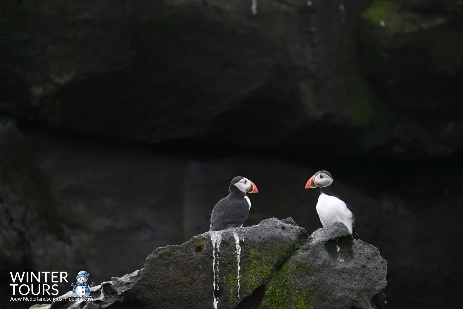 Exclusieve Puffin Watching Tour met Powerboat Reykjavik