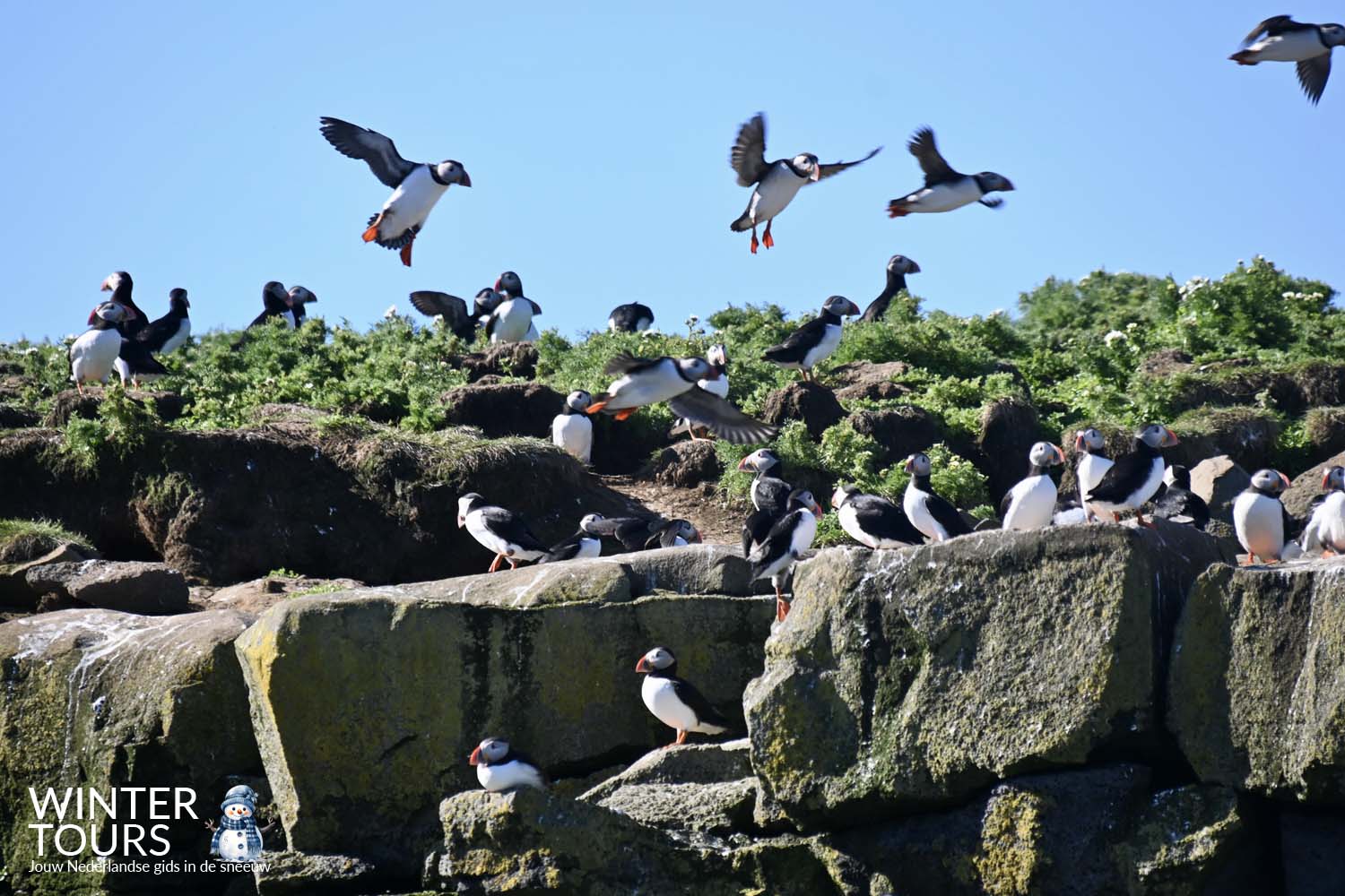 Puffin Watching Tour Reykjavik