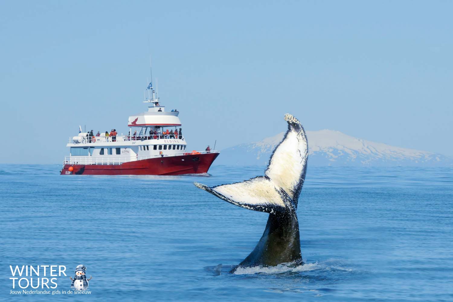 Whale Watching Tour Reykjavik