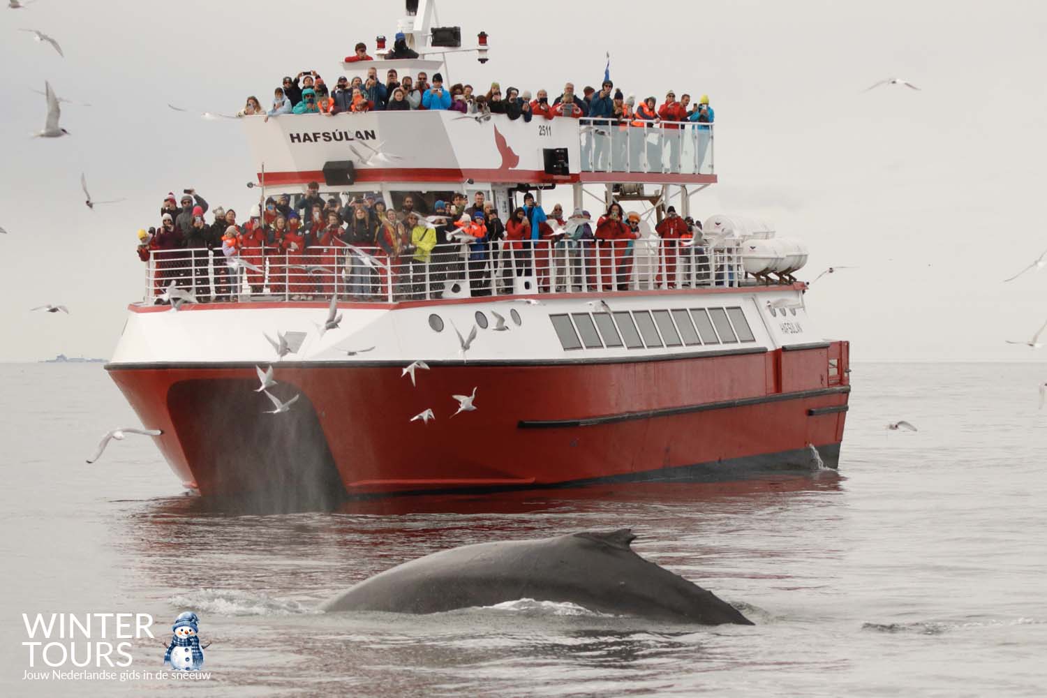 Whale Watching Tour Reykjavik