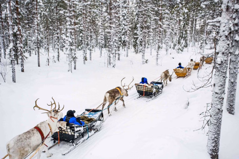 Rij rendiersleeën door het besneeuwde bos bij Rovaniemi