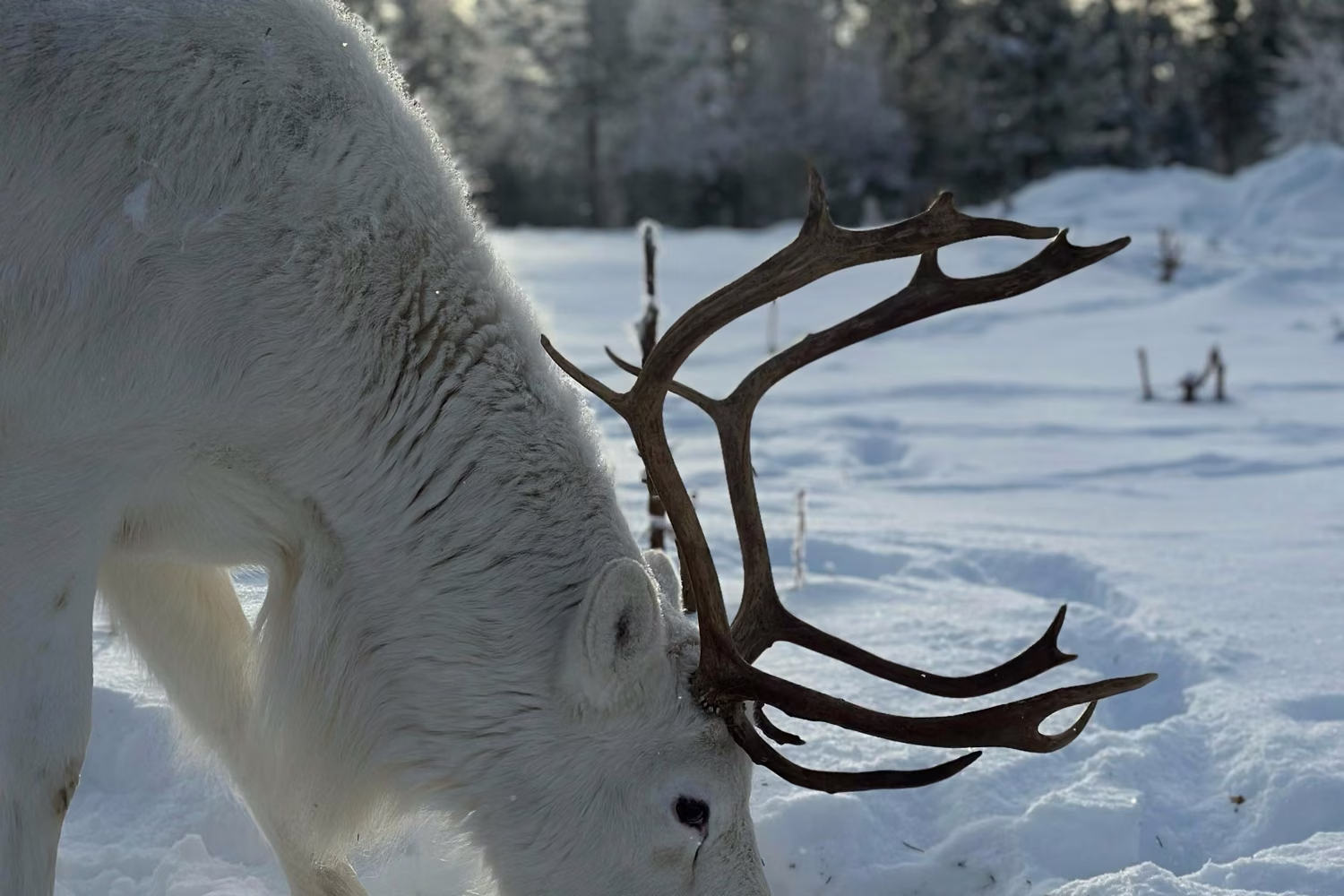 Electric Snowmobile Safari & Reindeer Rovaniemi